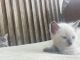Ragdoll Cats for sale in Ipswich, Queensland. price: $650