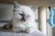 Ragdoll Cats for sale in Nickelsville, VA 24271, USA. price: NA