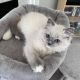 Ragdoll Cats for sale in Lake Los Angeles, California. price: $250
