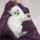 Ragdoll Cats for sale in Lake Los Angeles, California. price: $400