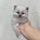 Ragdoll Cats for sale in Lake Los Angeles, California. price: $250