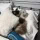 Ragdoll Cats for sale in Lake Los Angeles, California. price: $200