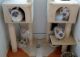 Ragdoll Cats for sale in Toronto, ON, Canada. price: NA