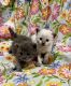 Ragdoll Cats for sale in Stroudsburg, Pennsylvania. price: $950
