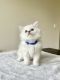 Ragdoll Cats for sale in Sarasota, FL, USA. price: $800