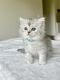Ragdoll Cats for sale in Sarasota, FL, USA. price: $700