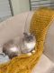 Ragdoll Cats for sale in New York City, New York. price: $1,500