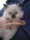 Ragdoll Cats for sale in Williamsport, PA, USA. price: $1,050