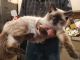 Ragdoll Cats for sale in Fort Smith, AR, USA. price: $45,000