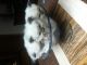 Ragdoll Cats for sale in Muncie, IN, USA. price: $750