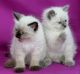 Ragdoll Cats for sale in Anaheim, CA, USA. price: NA