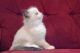 Ragdoll Cats for sale in Lexington, KY, USA. price: $300