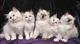 Ragdoll Cats for sale in Clarksville, TN, USA. price: NA