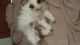 Ragdoll Cats for sale in Green Bay, WI, USA. price: NA