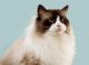Ragdoll Cats for sale in Monroe, GA, USA. price: $750