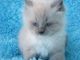 Ragdoll Cats for sale in Pennsylvania, USA. price: NA