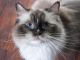 Ragdoll Cats for sale in Harrisburg, PA, USA. price: NA