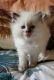 Ragdoll Cats for sale in Athens, GA, USA. price: NA