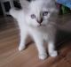 Ragdoll Cats for sale in Wisconsin, USA. price: NA