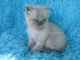 Ragdoll Cats for sale in Alexander, AR, USA. price: NA