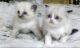 Ragdoll Cats for sale in Denver, CO, USA. price: NA