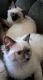Ragdoll Cats for sale in Barkhamsted, CT, USA. price: NA