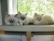 Ragdoll Cats for sale in Andalusia, AL, USA. price: NA