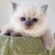 Ragdoll Cats for sale in Beverly Shores, IN, USA. price: NA