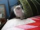Ragdoll Cats for sale in Anchorage, AK, USA. price: NA