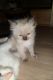 Ragdoll Cats for sale in Overland Park, KS, USA. price: NA