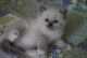 Ragdoll Cats for sale in Des Moines, IA, USA. price: NA