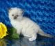 Ragdoll Cats for sale in St. Louis, MO, USA. price: NA
