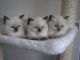 Ragdoll Cats for sale in Jurong East, Singapore. price: NA