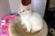 Ragdoll Cats for sale in Albion, ID 83311, USA. price: NA
