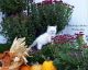 Ragdoll Cats for sale in Fleetwood, PA 19522, USA. price: NA