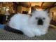 Ragdoll Cats for sale in Worcester, MA, USA. price: $400
