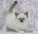 Ragdoll Cats for sale in Worcester, MA, USA. price: $400