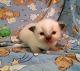 Ragdoll Cats for sale in Sevierville, TN, USA. price: $750