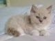 Ragdoll Cats for sale in Frisco, TX, USA. price: $400