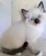 Ragdoll Cats for sale in Frisco, TX, USA. price: NA