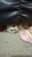 Ragdoll Cats for sale in Chandler, AZ, USA. price: $1,000