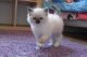 Ragdoll Cats for sale in Buffalo, NY, USA. price: $357