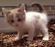 Ragdoll Cats for sale in Bethlehem, PA, USA. price: NA
