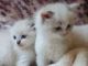 Ragdoll Cats for sale in Evansville, WY, USA. price: $400