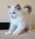 Ragdoll Cats for sale in Evansville, WY, USA. price: NA