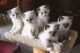 Ragdoll Cats for sale in Oklahoma City, OK, USA. price: NA