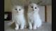 Ragdoll Cats for sale in Delaware, AR 72835, USA. price: NA