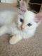 Ragdoll Cats for sale in Round Rock, TX, USA. price: NA