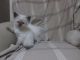 Ragdoll Cats for sale in Wilmington, NC, USA. price: $300