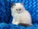 Ragdoll Cats for sale in South Bend, IN, USA. price: $500